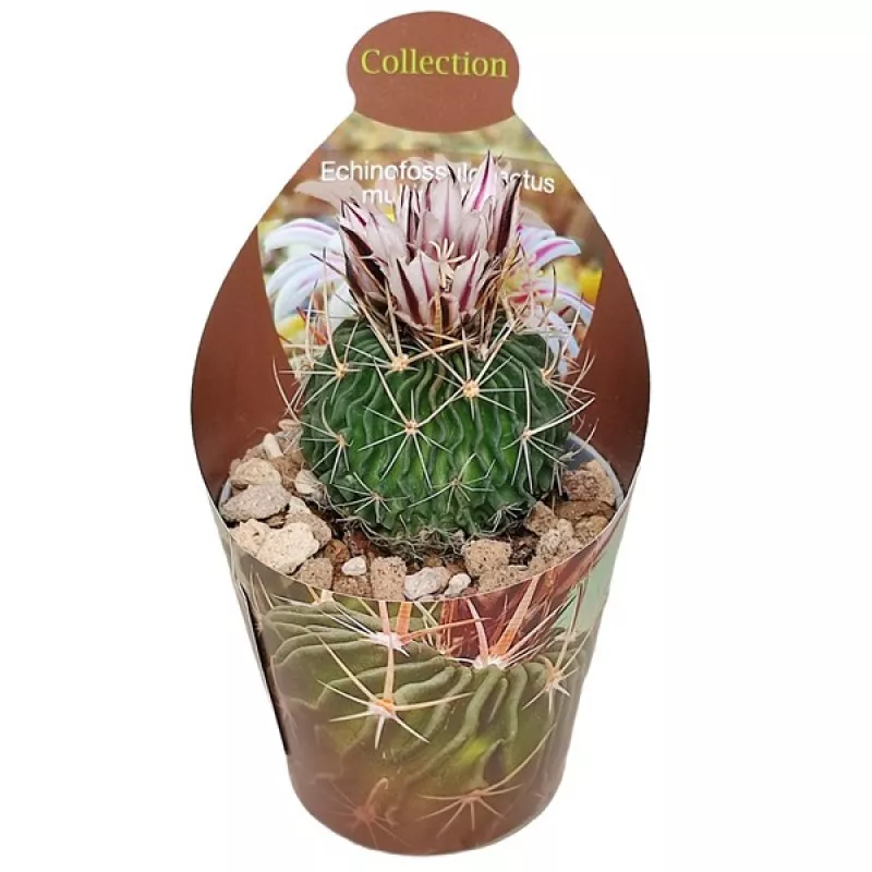 Cactus cerebral (Echinofossulocactus multicostatus)